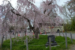 桜とバス.JPG